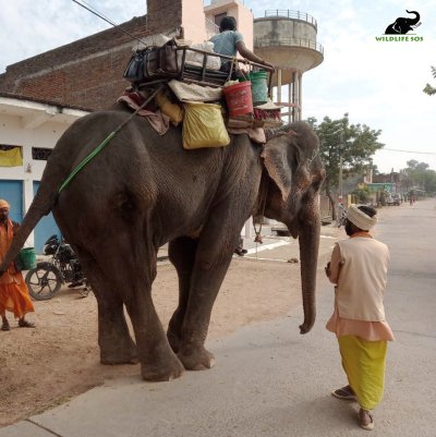 Worlds skinniest elephant Worlds skinniest elephant