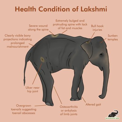 Worlds skinniest elephant Worlds skinniest elephant