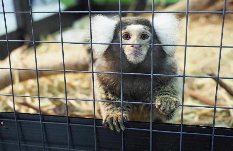 A baby marmoset monkey.