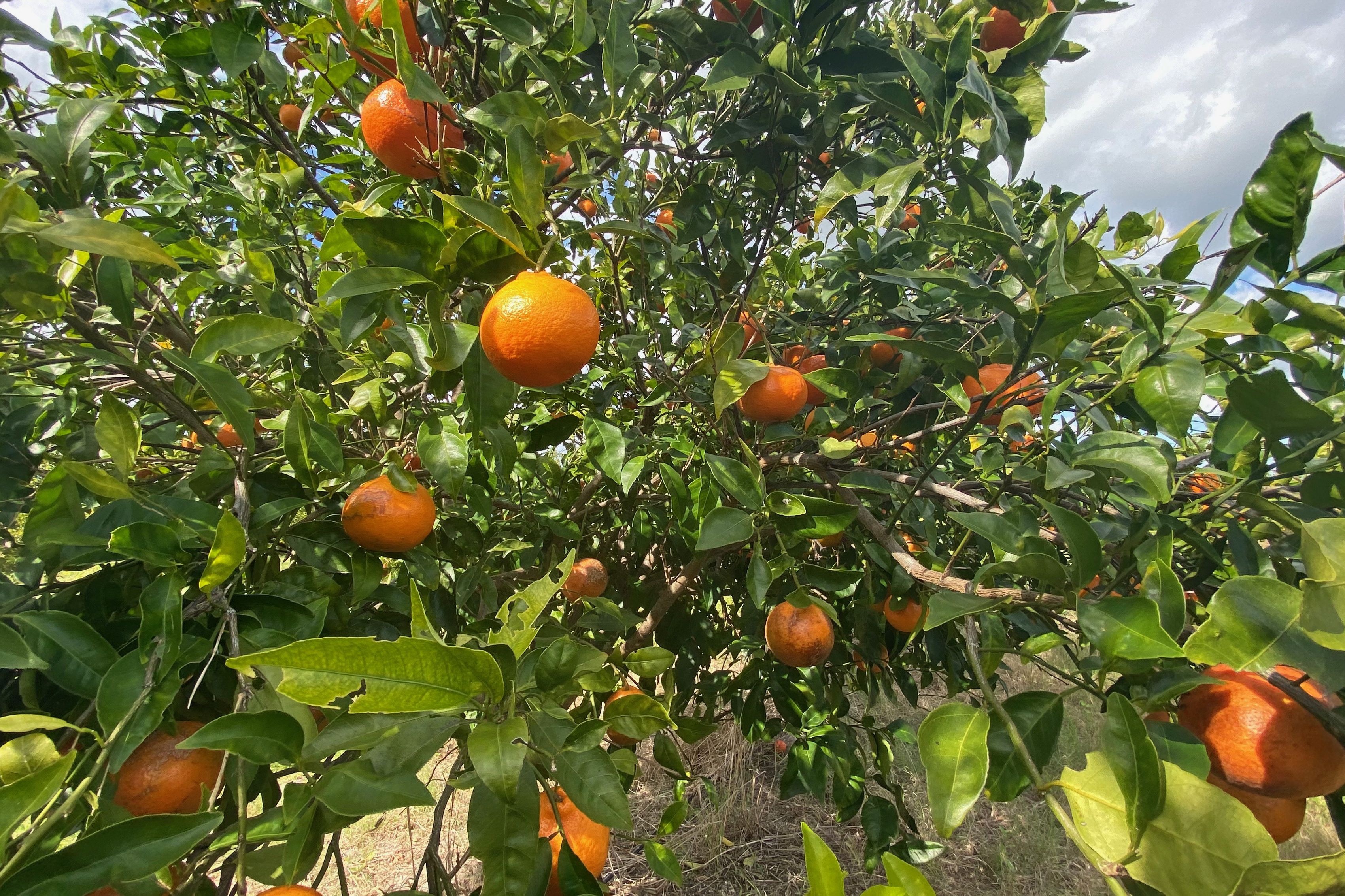 Florida's Annual Orange Crop Appears to Be Smallest Produced in Over 75