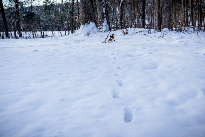Footprints in Snow 