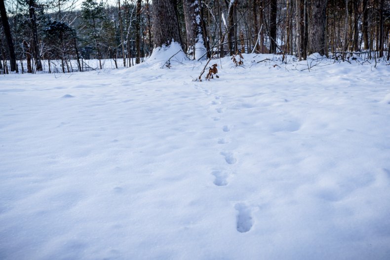 Footprints in Snow