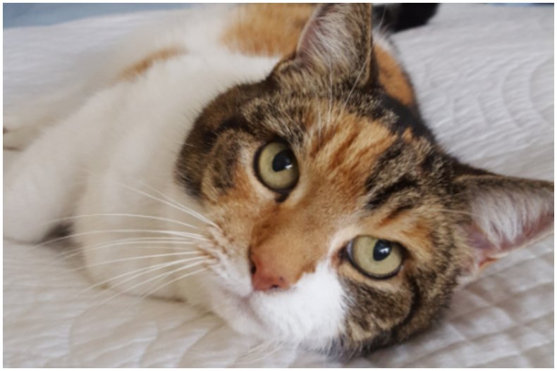 Photo of Lily the 22-year-old cat.