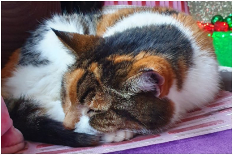 Photo of Lily the 22-year-old cat.