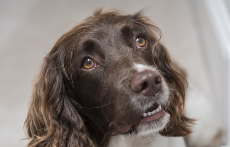 English Springer Spaniel
