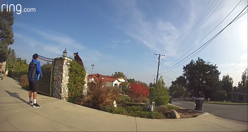 Bear on camera