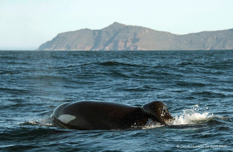 Orca off Western Cape by David Hurwitz