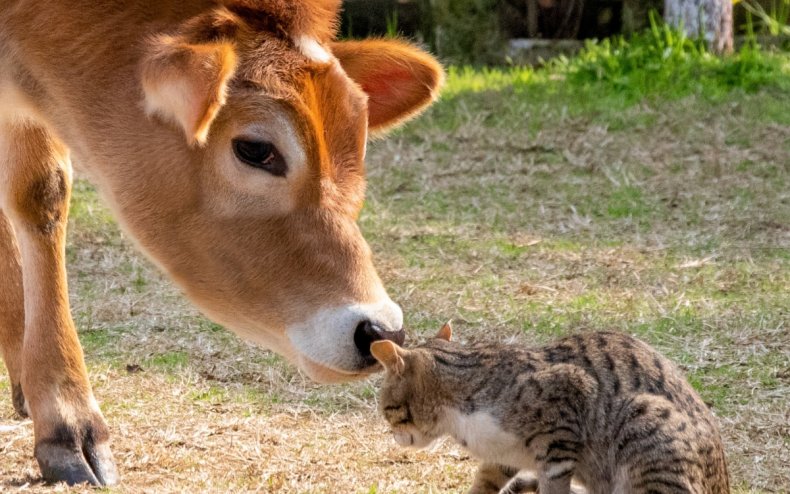 گاو و گربه با هم