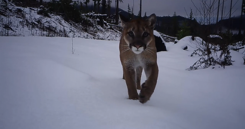 Puma seen in Washington State