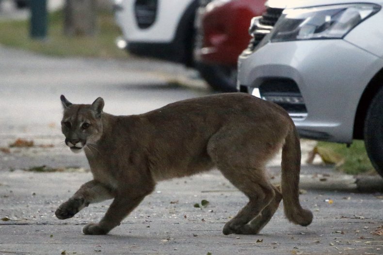 Puma seen in Santiago, Chile