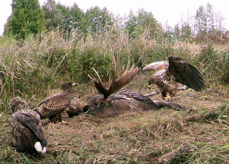 Greater Spotted Eagles
