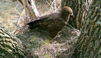 Greater Spotted Eagles