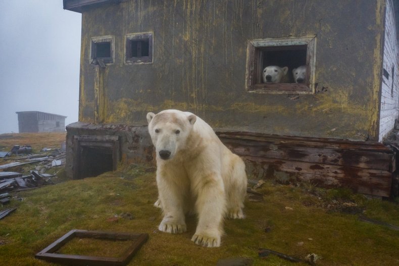 Polar Bears Russia