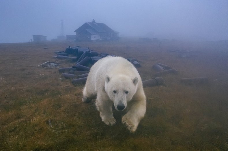 Polar Bears Russia