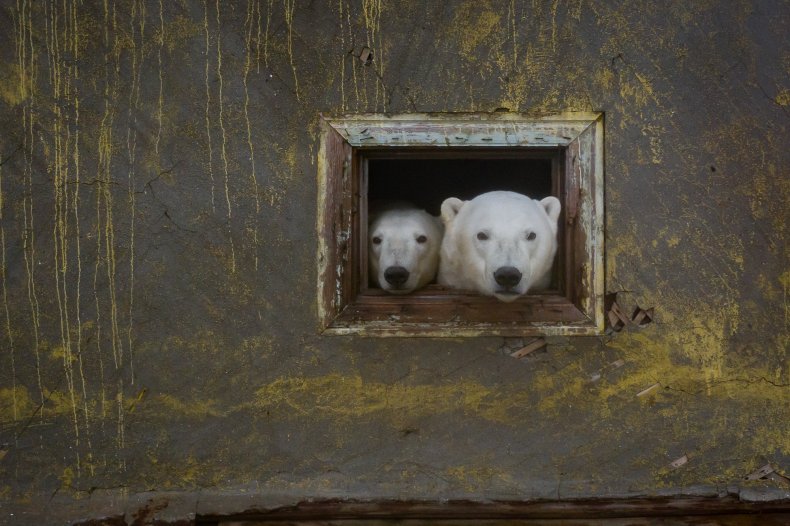 polar bears