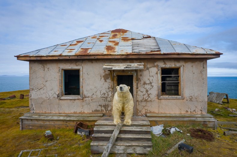 polar bear