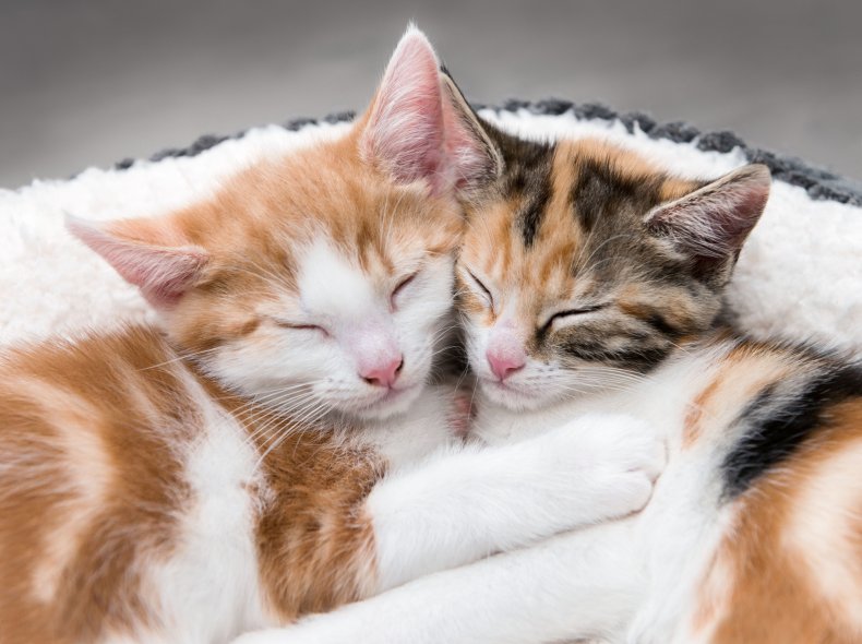 Two cats cuddling up. 