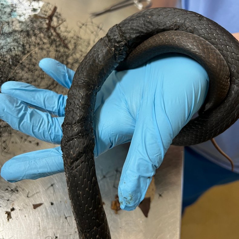 Black racer snake