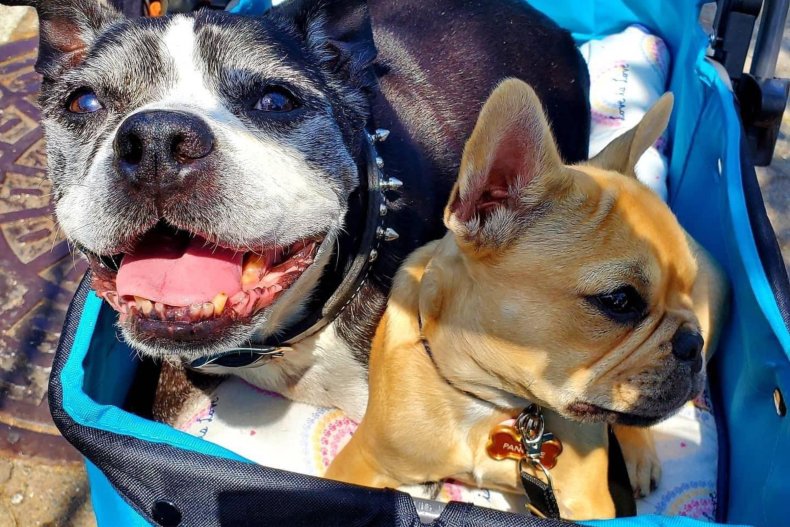 Dogs Bruno and Pancake Owned By Jen