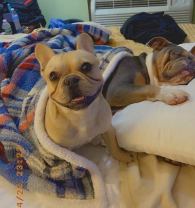Dogs Pancake and Azzurra Dogs Pancake and Azzurra