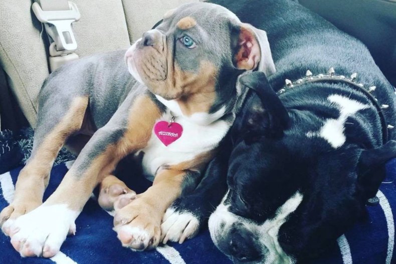 Puppy Azzurra and Dog Bruno