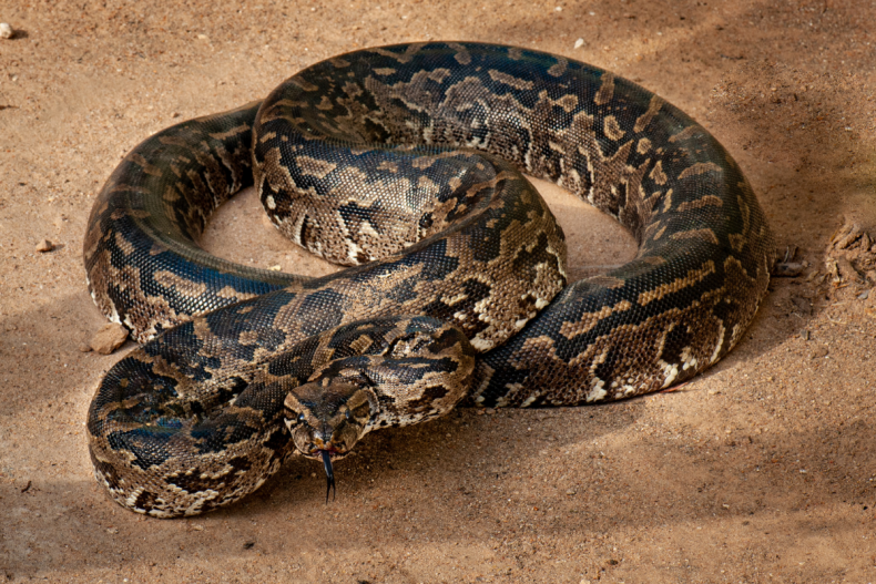 Rock python