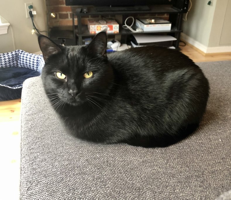 Photo of Franklin the cat.
