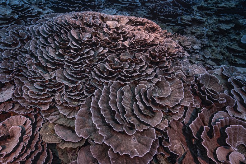 Coral Reef Tahiti