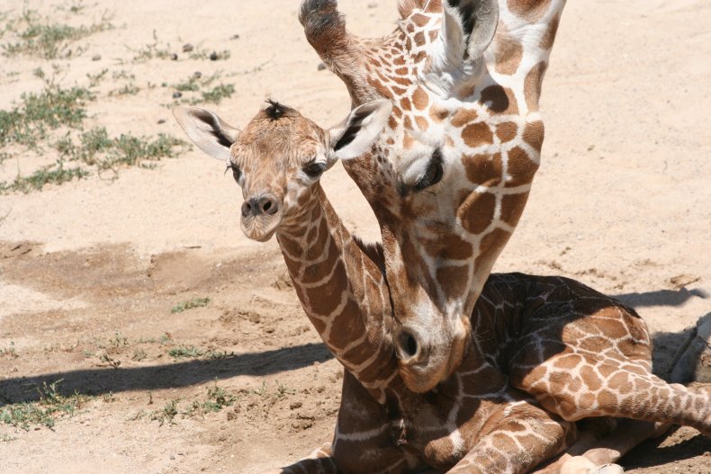 baby giraffe