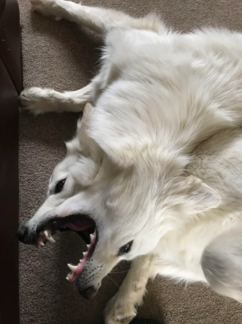 Two dogs one head