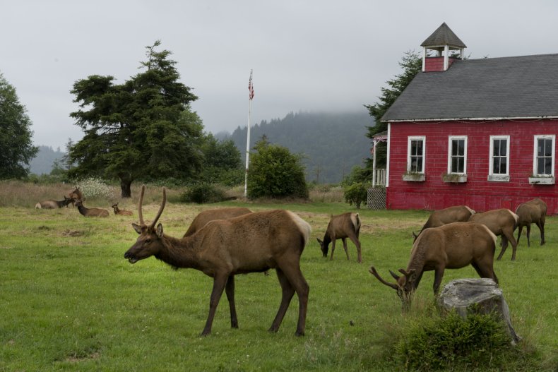 Roosevelt Elk in California