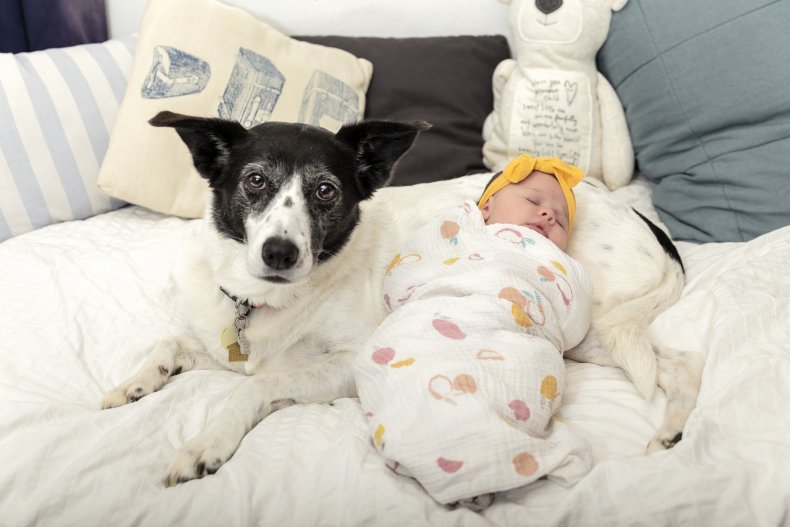 A dog with a sleeping baby.