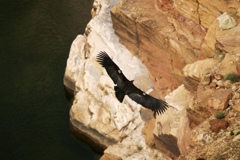 California Condor