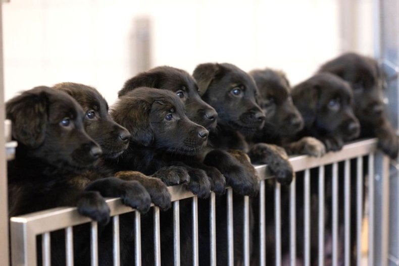 16 puppies