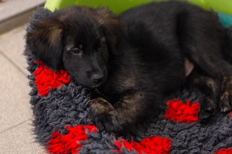New puppy, guide dog