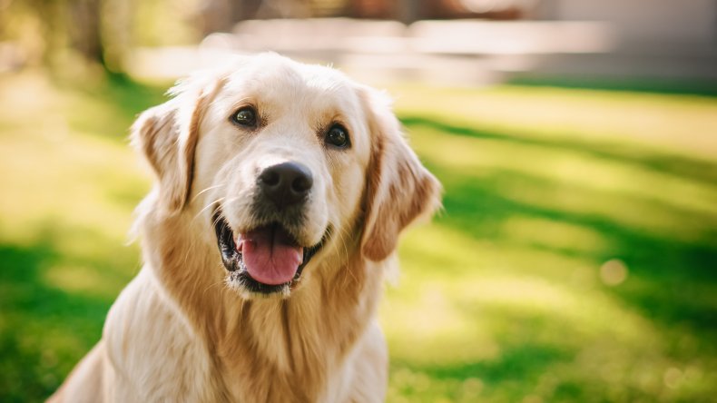Golden Retriever looking at camera