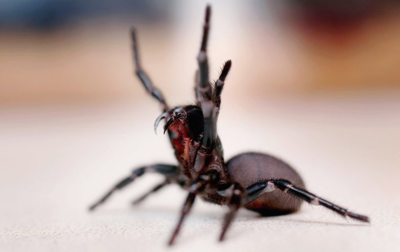 عنکبوت با قیف در سیدنی