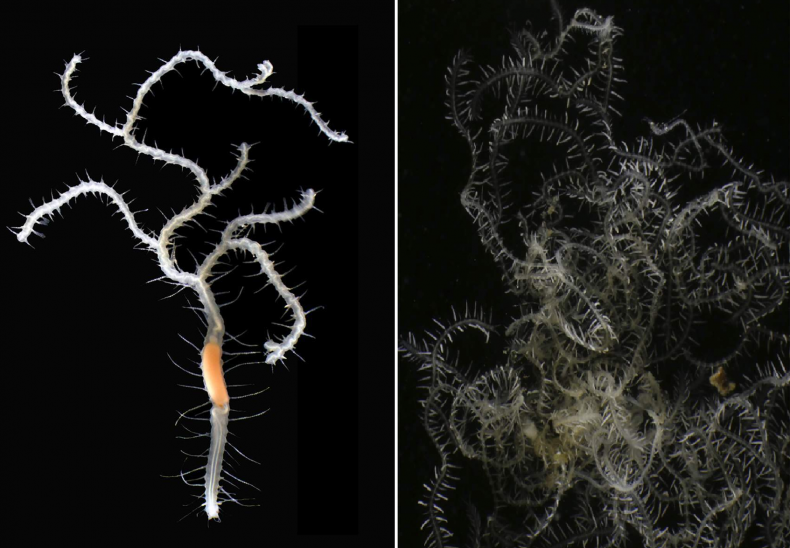 Ramisyllis kingghidorahi worm, discovered in Japan