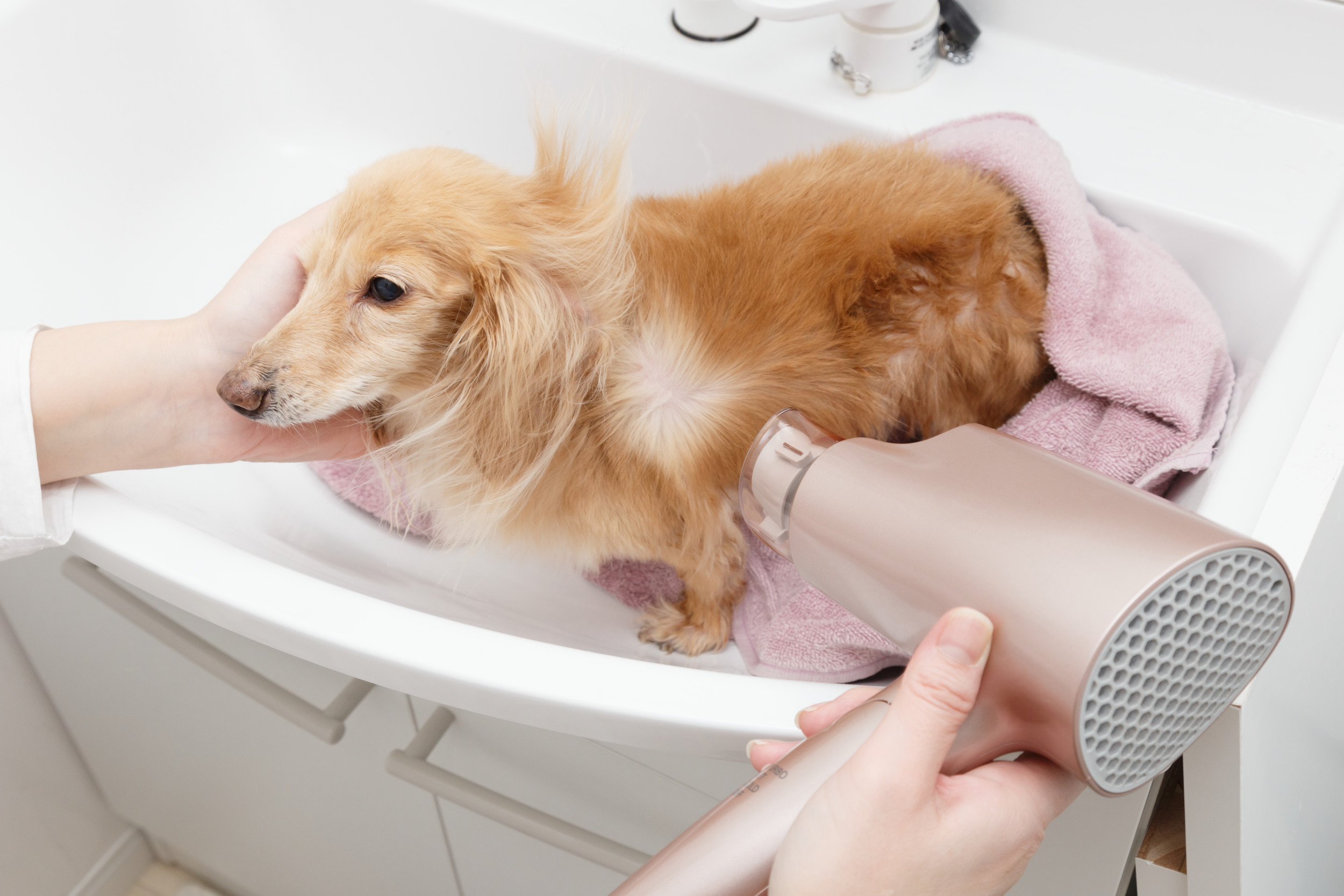 Сколько раз мыть собаку. Собаку расчесывают. Мытье собаки. Мытье для собак груминг. Расчёсывание щенка.