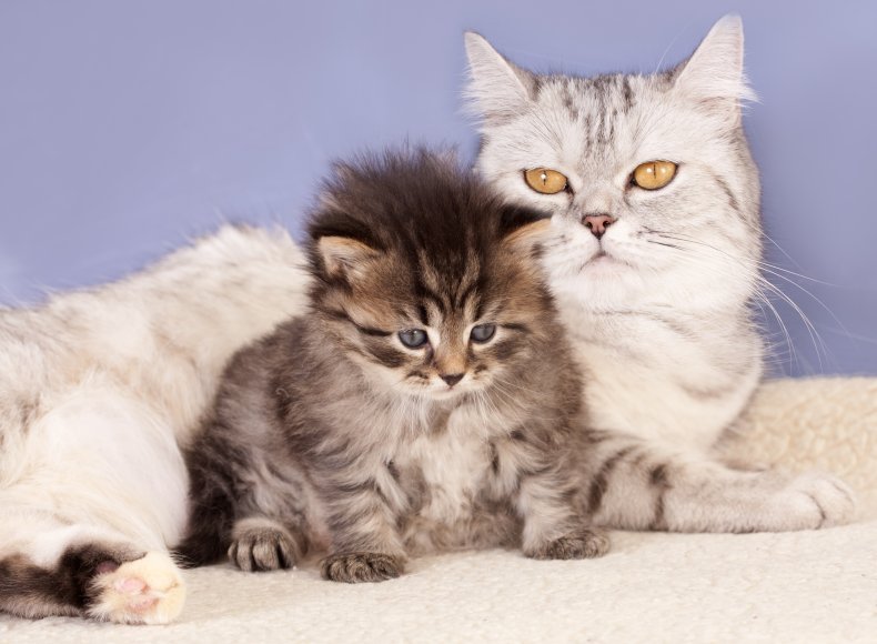 How to Introduce a Kitten To Cat