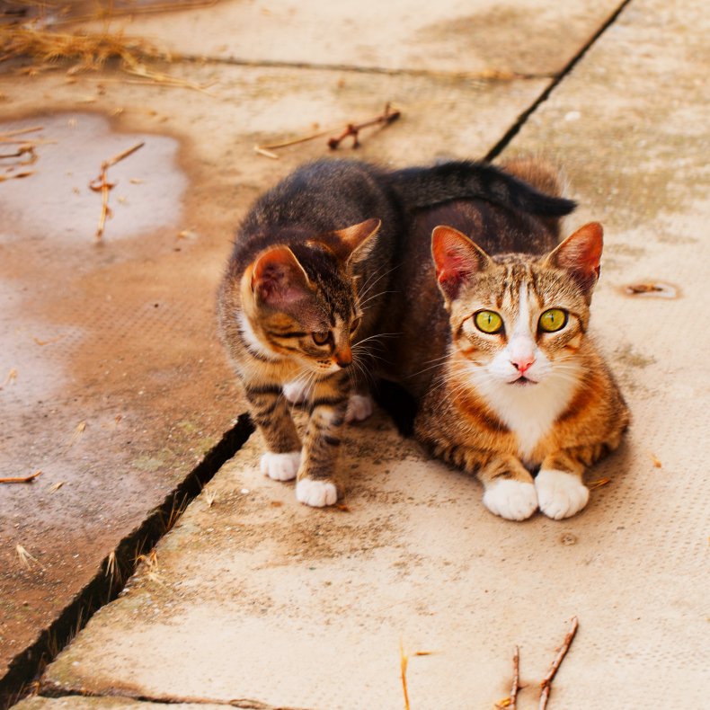 How to Introduce a Kitten To Cat