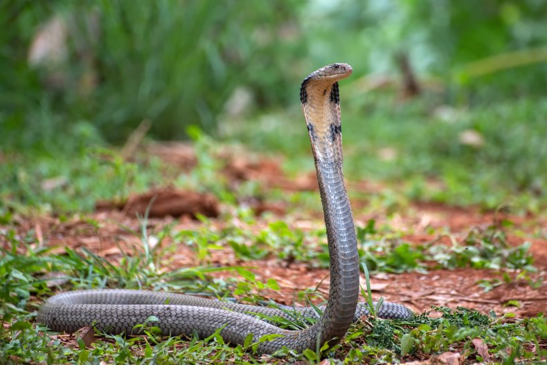King cobra