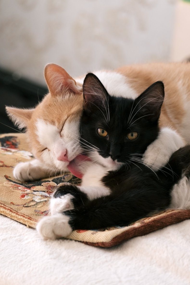 Cats