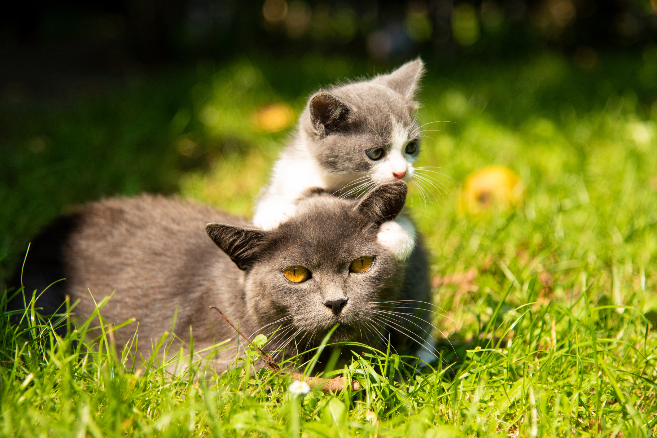 How To Introduce A Kitten To A Cat — Steps To Take For A Harmonious ...