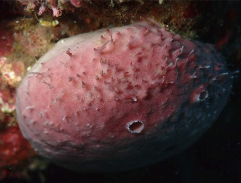 sponge