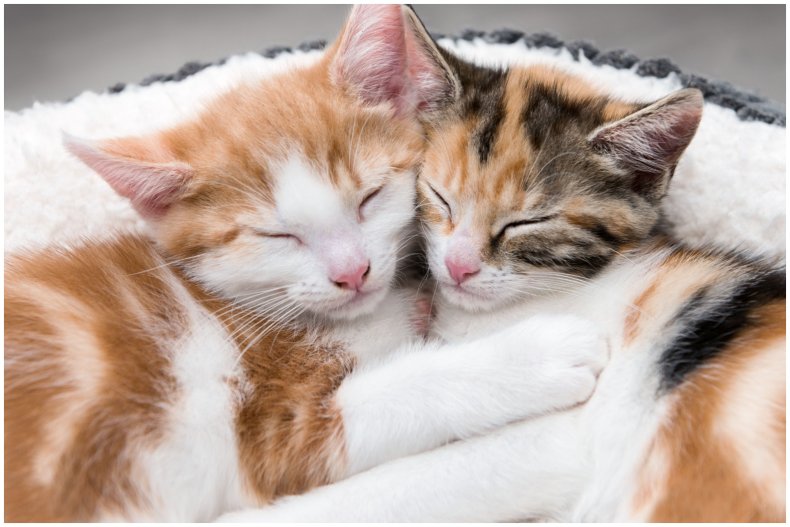 Stock image of cats snuggling up together