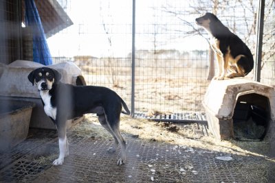 Rescued dogs Texas Rescued dogs Texas