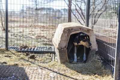 Rescued dogs Texas Rescued dogs Texas