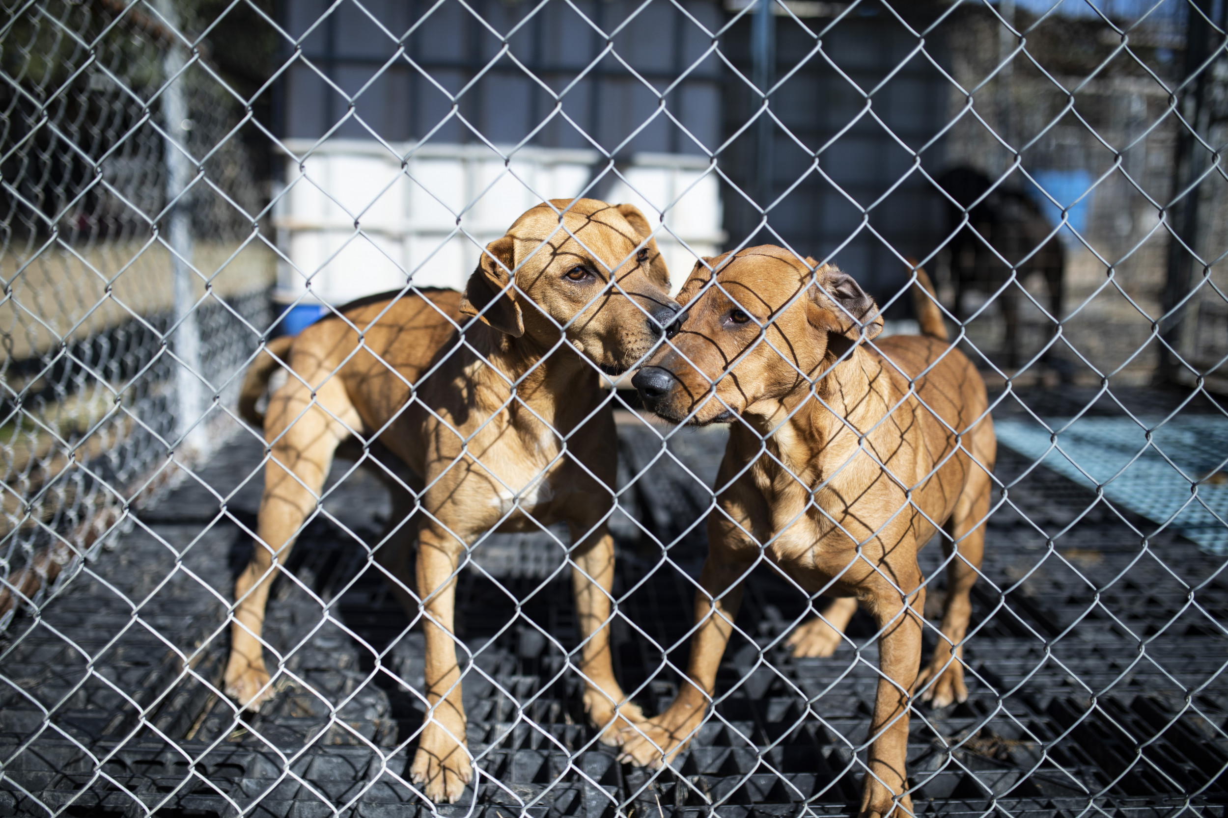 Dozens of Dogs Kept Chained in Cages With Water Bowls Frozen Over ...