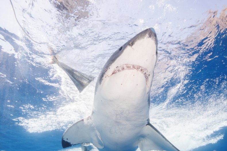 Great white shark near Mexican coast